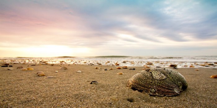 1920x1200 Beach,HD Beach Wallpapers, Apple Backgrounds, Shells, Mobile, Cool