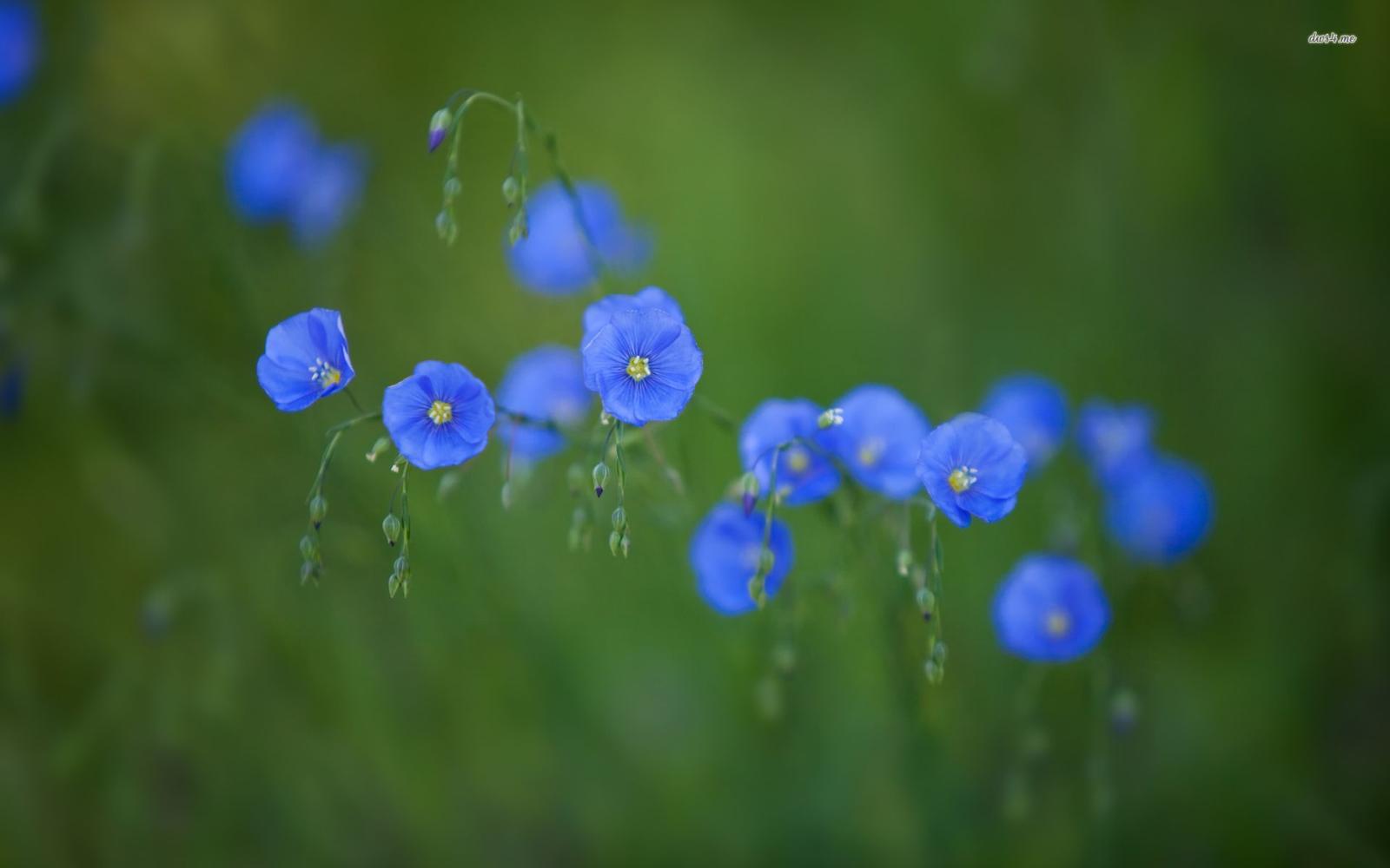 1920x1200 Blue wildflowers wallpaper - Flower wallpapers - #31042