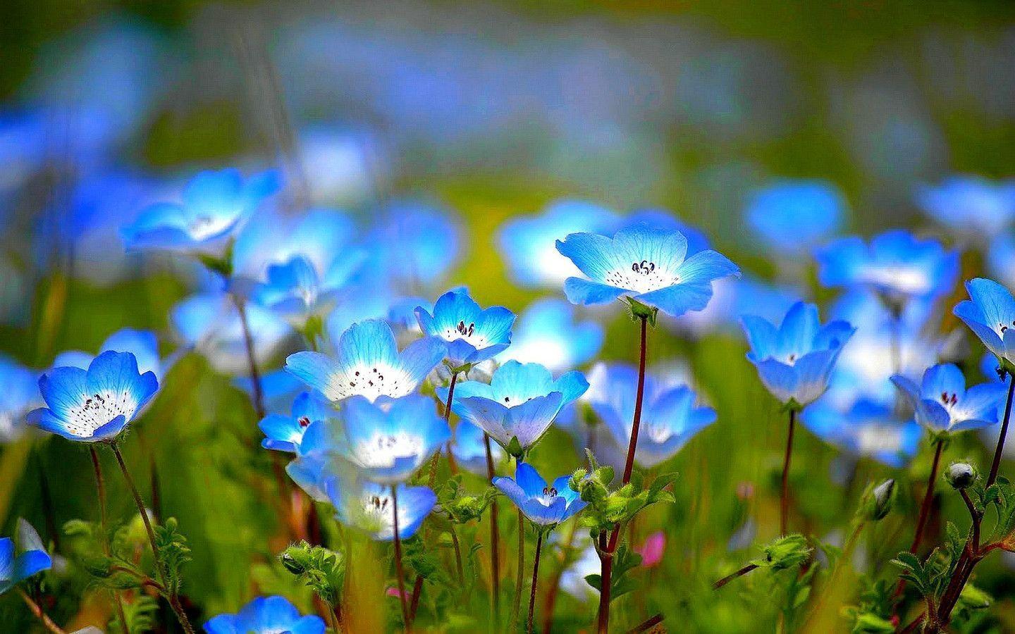 1440x900 Wild Flower Wallpapers