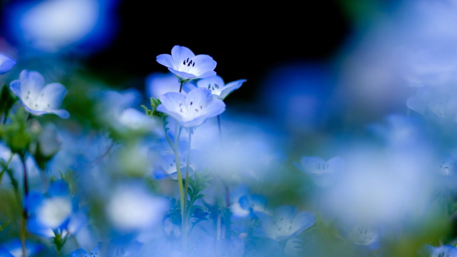 1920x1080 Wonderful Blue Flowers wallpaper | 1920x1080 | #23741