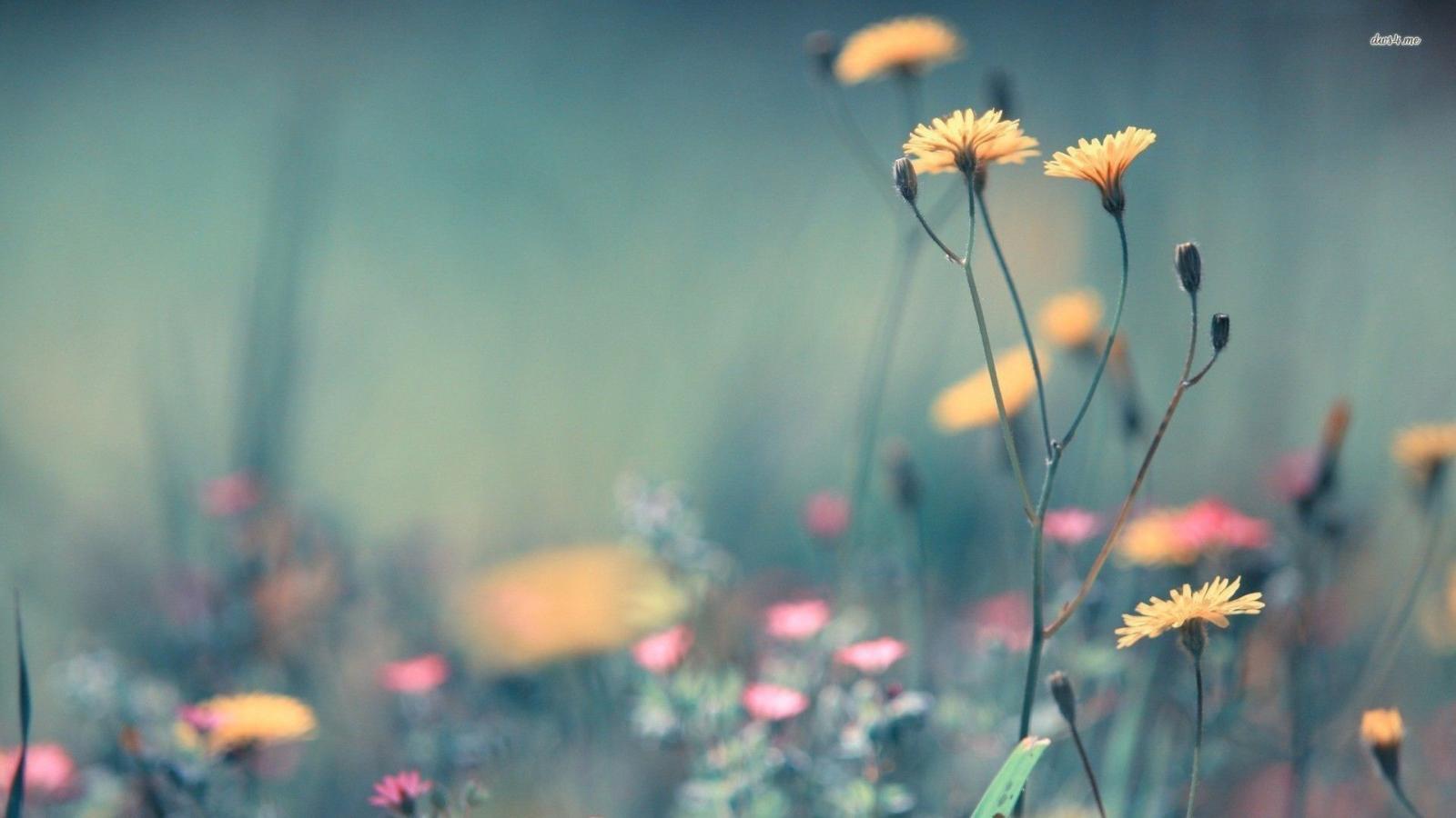 1920x1080 66+ Wild Flowers Wallpapers on WallpaperPlay