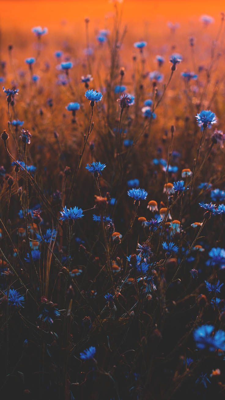 736x1308 Celebrating Summer with 21 Wildflower iPhone Wallpapers | Iphone