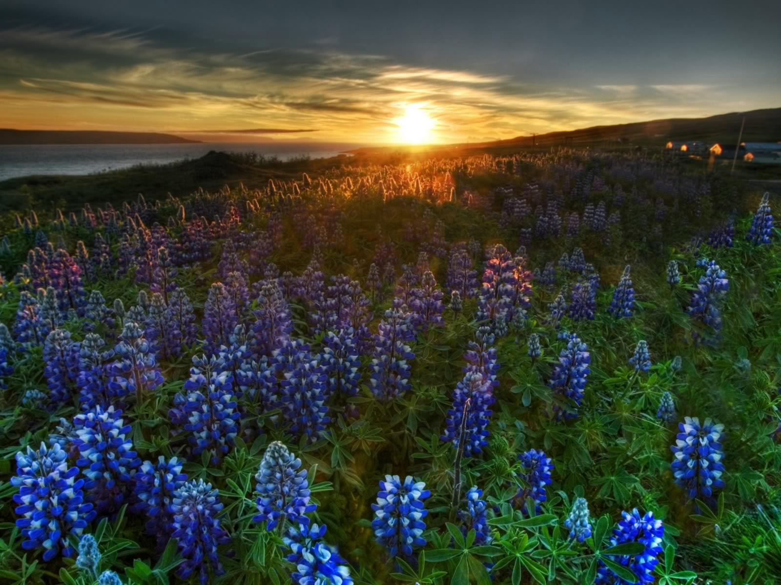 1600x1200 Blue Wildflower Sunrise - Landscapes Wallpaper