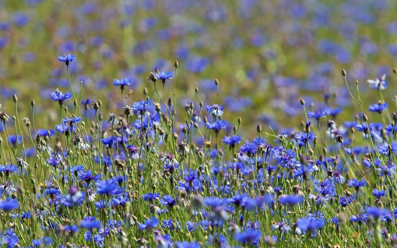 1680x1050 Free download Blue Cornflower Wildflower Meadow Meadows Background
