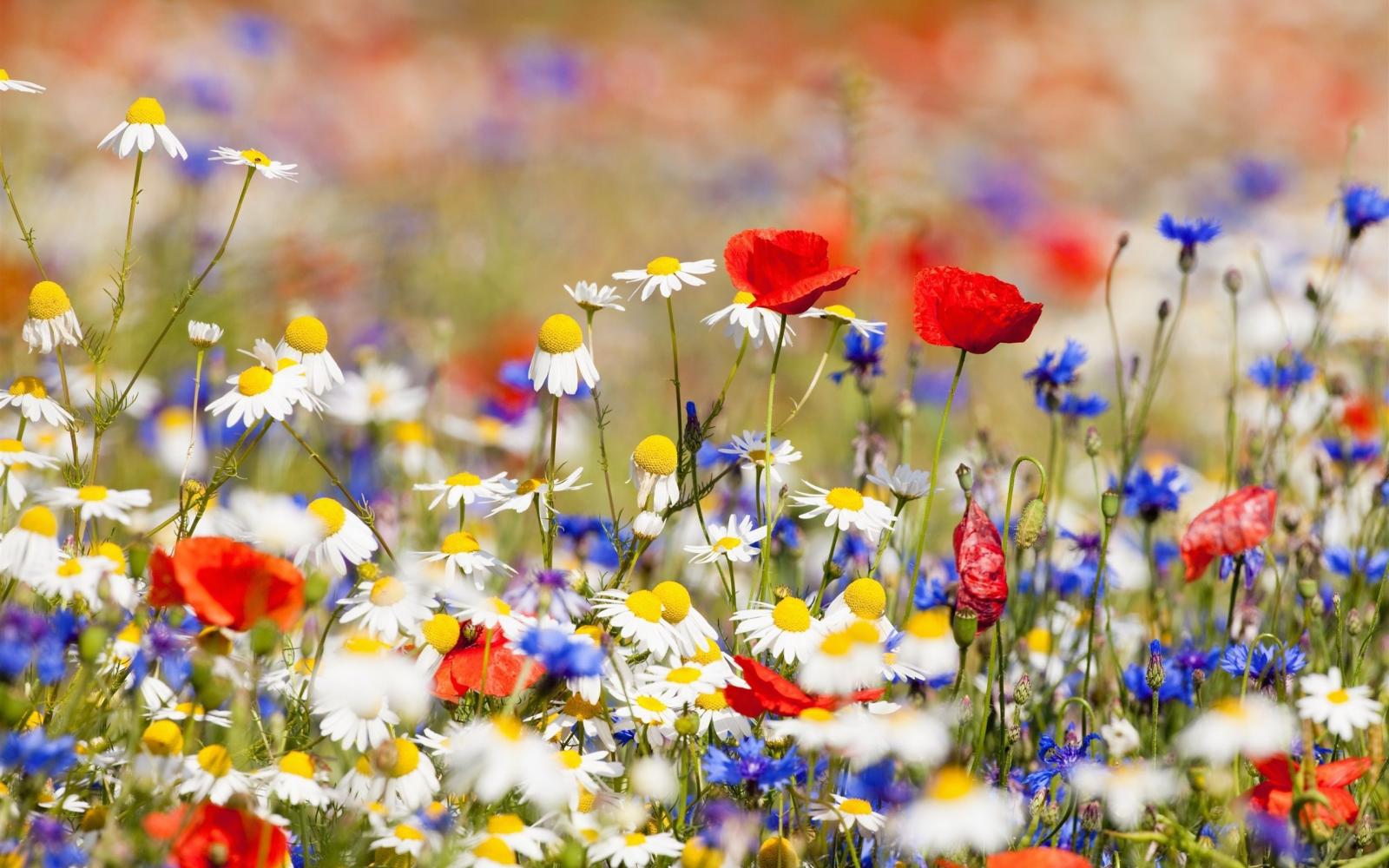 2560x1600 Red White and Blue Flowers Wallpapers - Top Free Red White and Blue