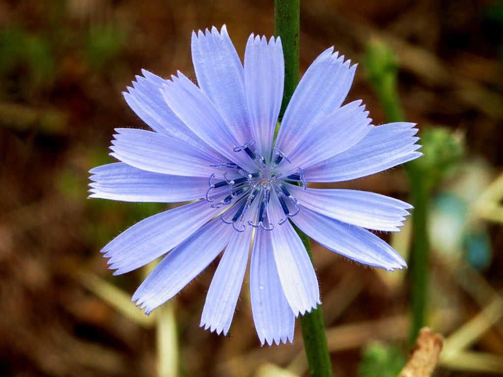 1024x768 Blue Wild Flowers Images | Top Collection of different types of