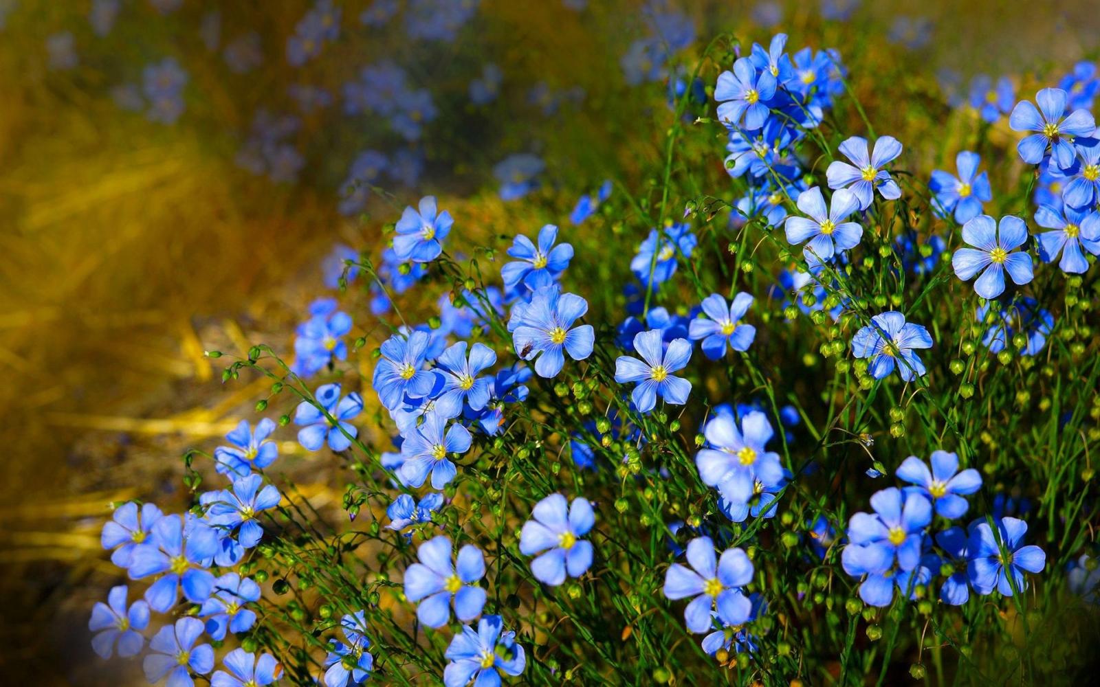 1920x1200 Wallpaper Blue flowers, wildflowers 1920x1200 HD Picture, Image