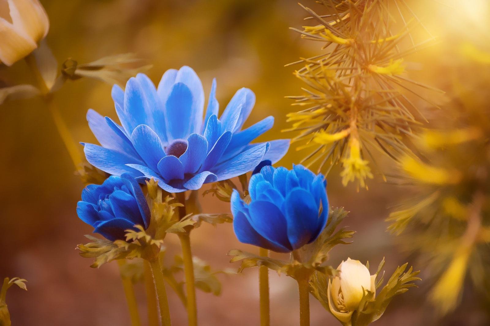 2000x1333 Blue Petaled Flowers · Free Stock Photo