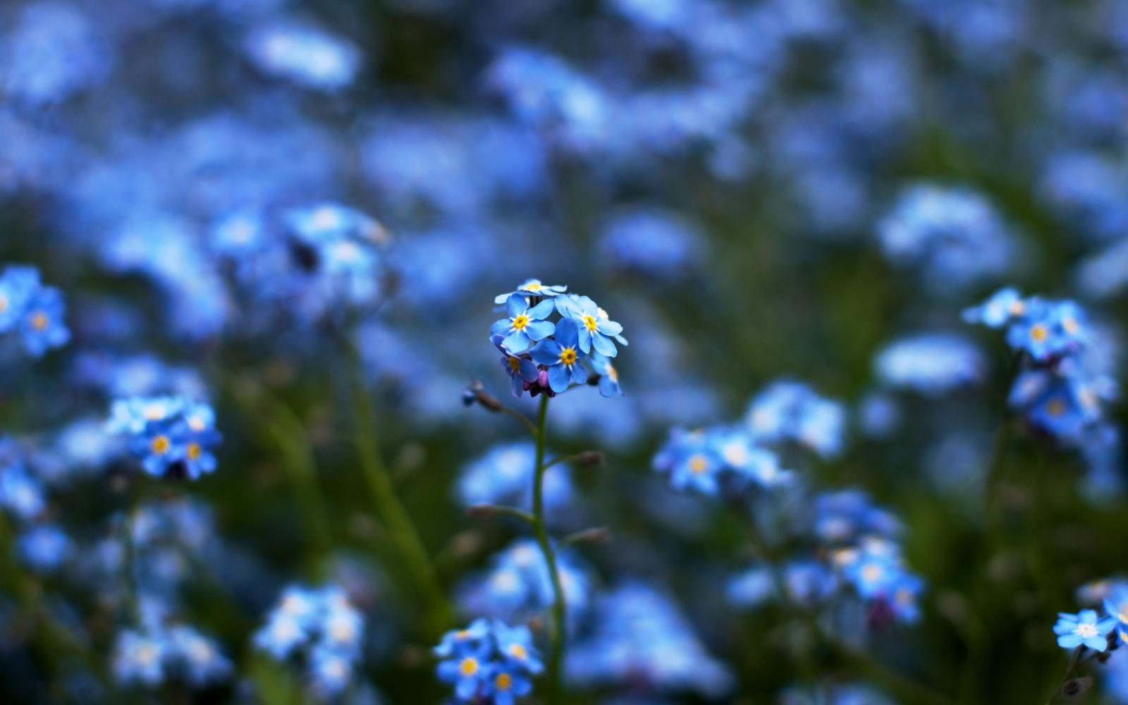 3840x2400 Blue Flowers, Forget Me Not Field widescreen wallpaper | Wide