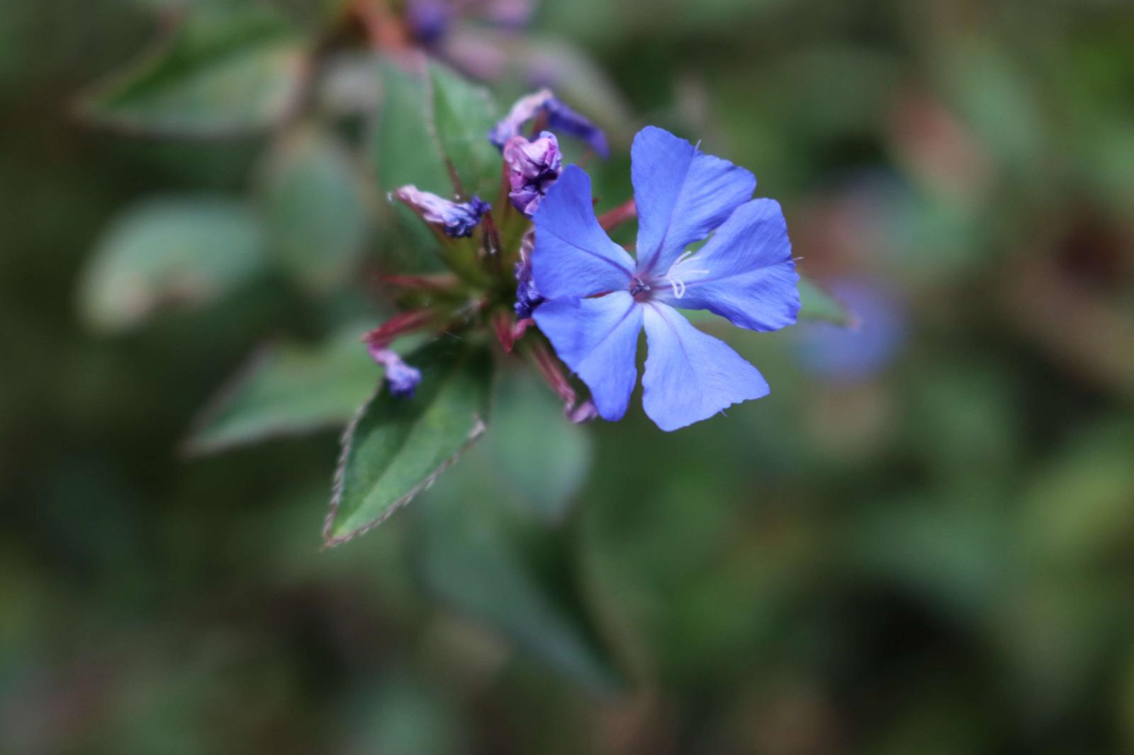 3840x2560 3094232 blue, blue flowers, garden, spring flower 4k wallpaper and