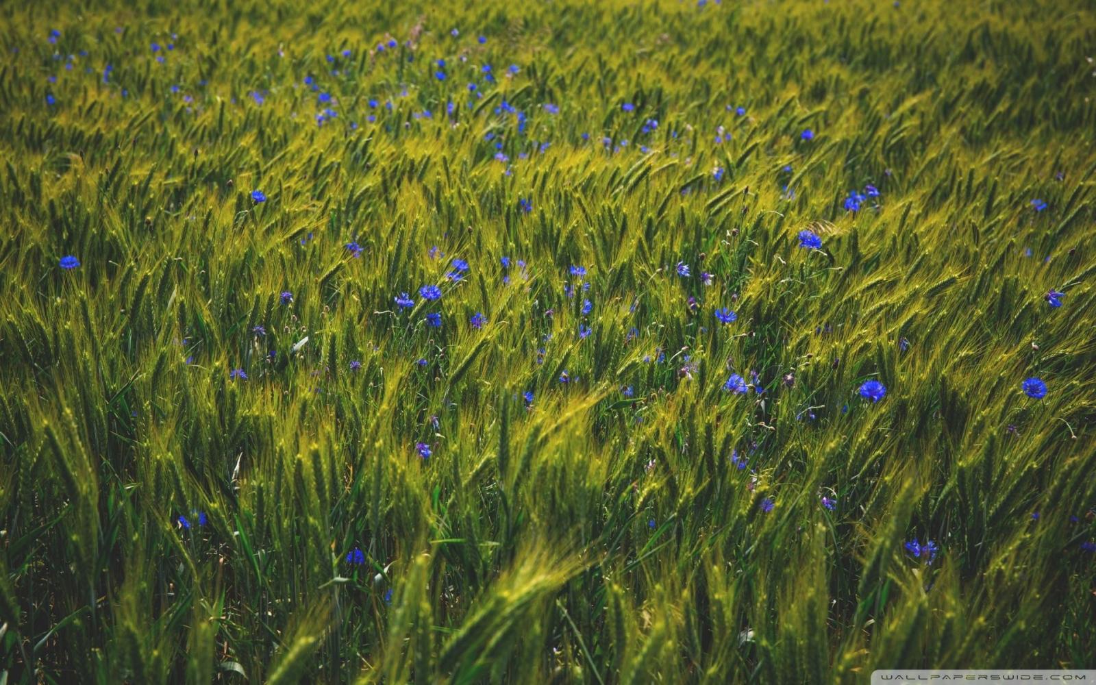 1920x1200 Download Green Grain Field, Blue Wildflowers HD Wallpaper