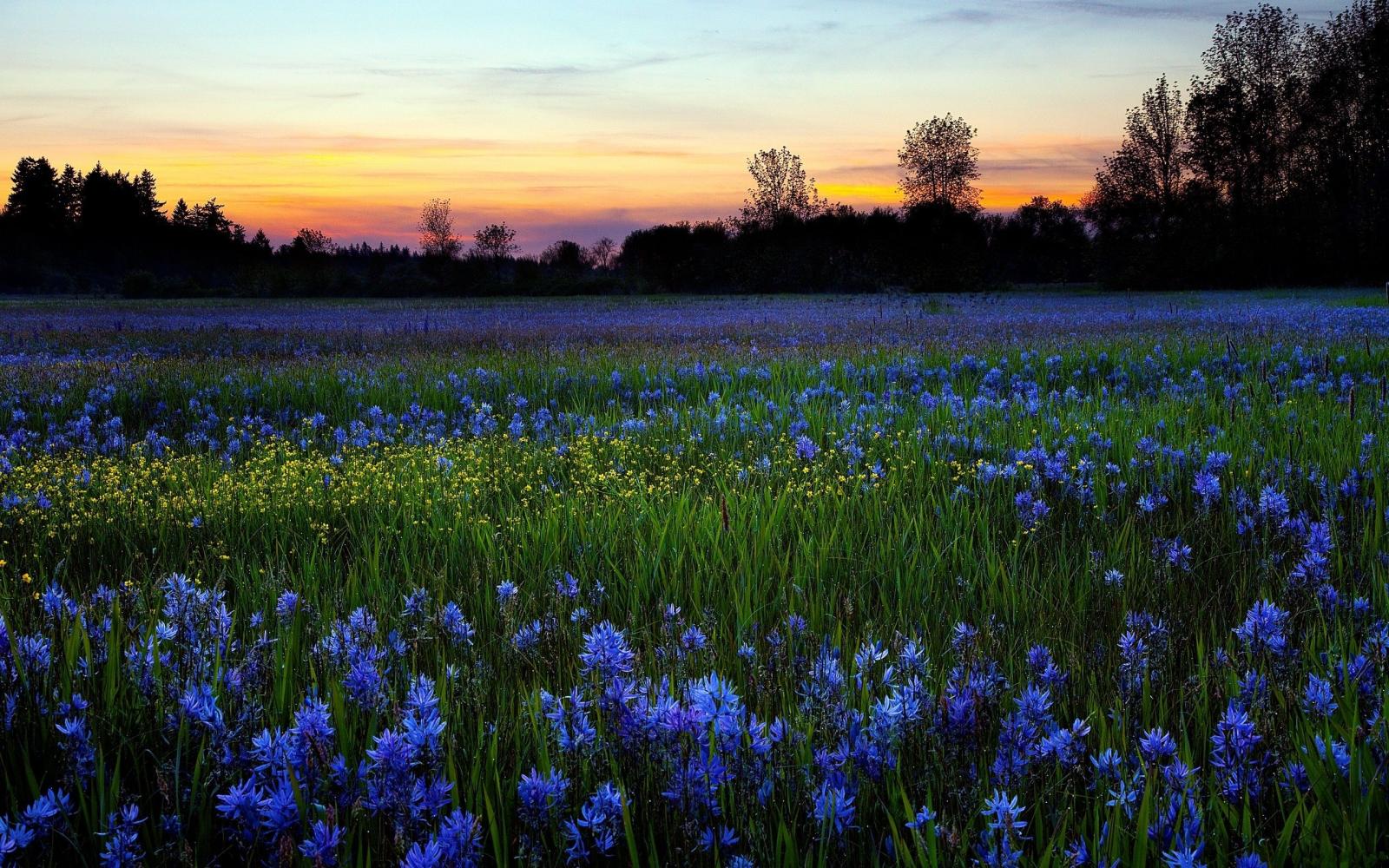 2560x1600 Field Of Blue Wildflowers | WallpaperFool