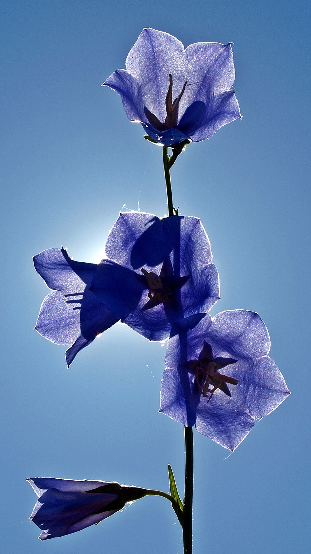 1080x1920 Free HD Blue Bell Flowers Phone Wallpaper...1147