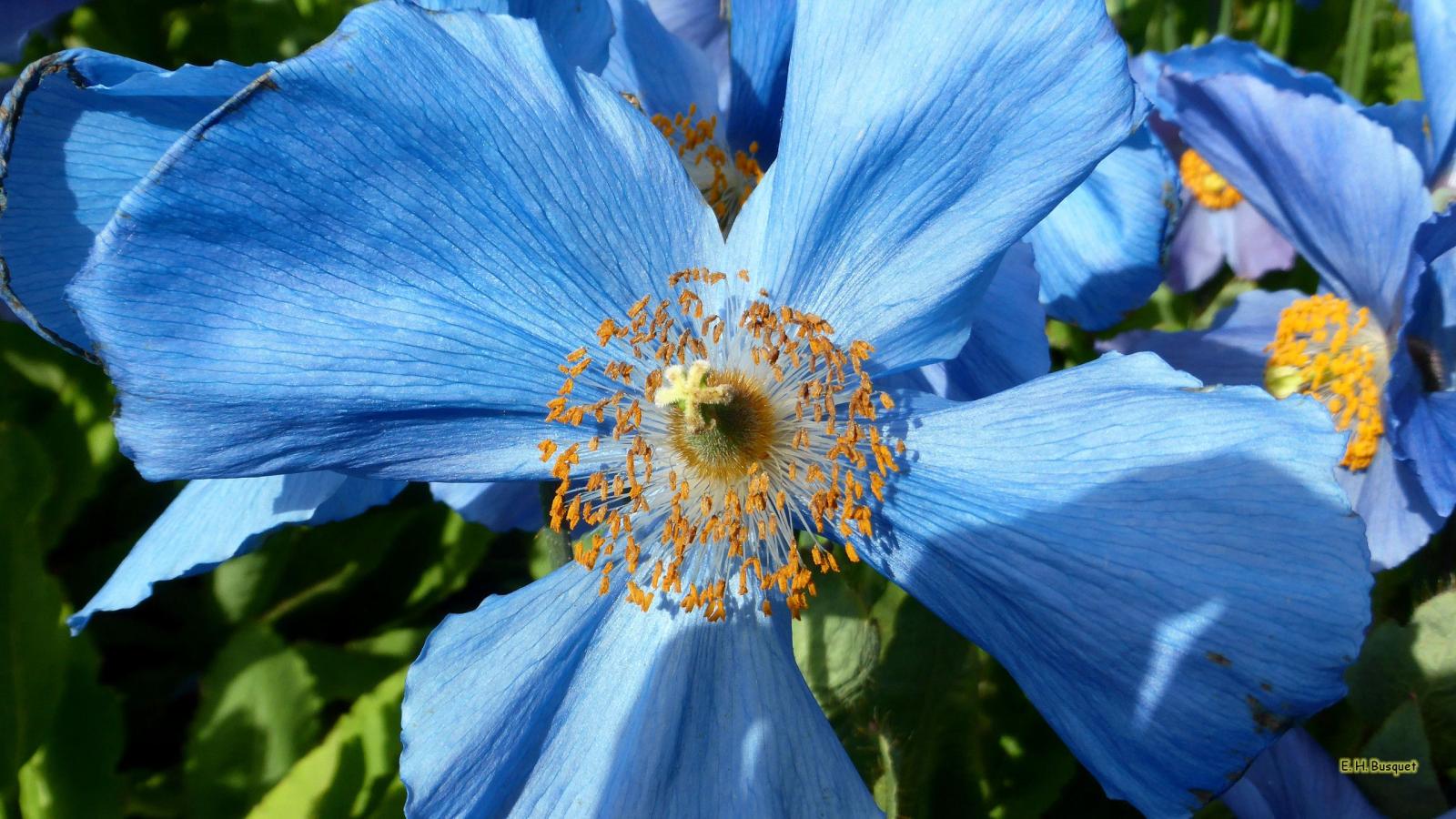 2560x1440 Blue poppy flowers wallpaper - Barbaras HD Wallpapers