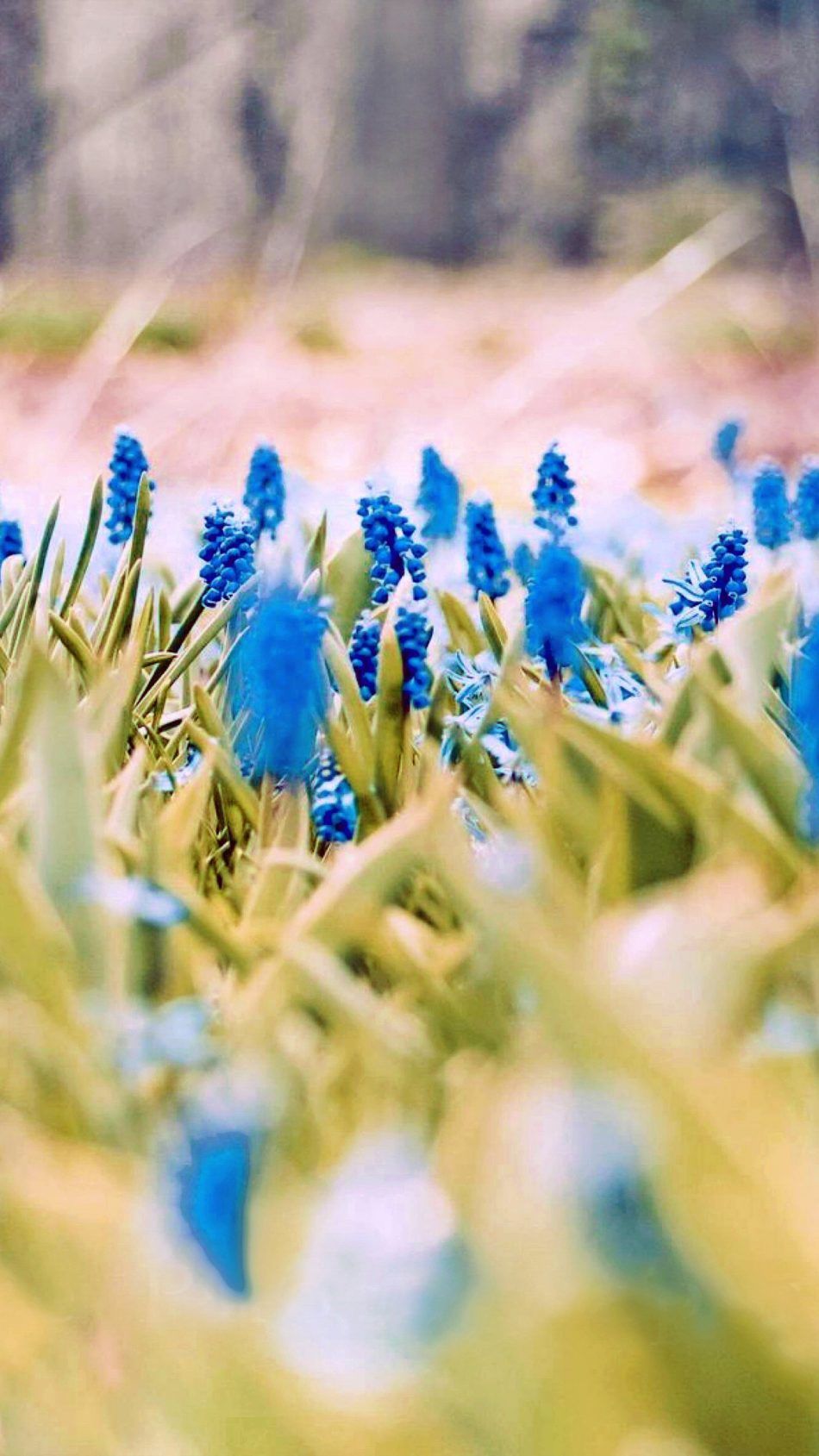 950x1689 Download Blue Flowers Spring Free Pure 4K Ultra HD Mobile Wallpaper