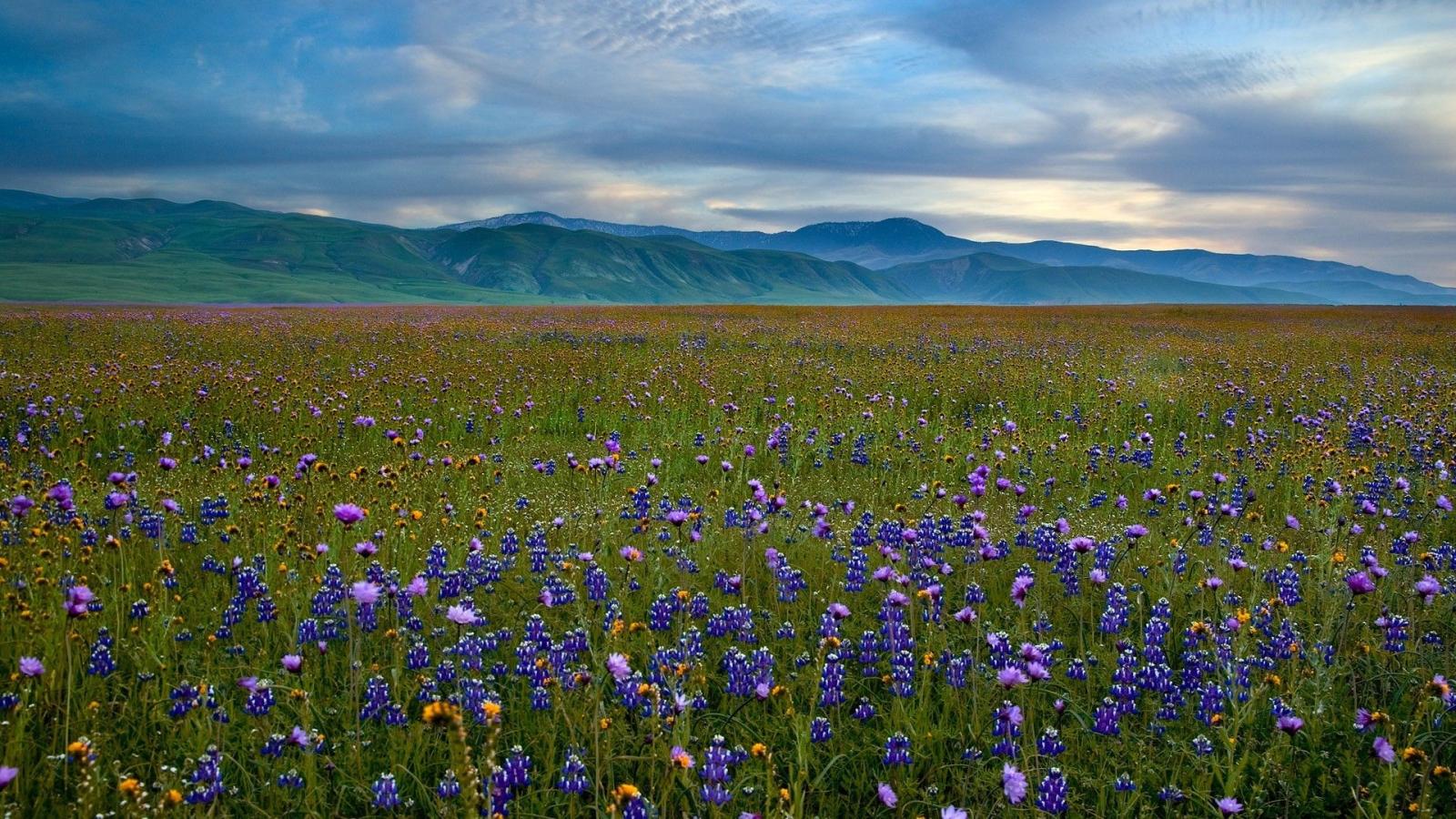 1920x1080 Blue, Floral Flowers, Wildflowers, Fields, Amazing, Landscapes