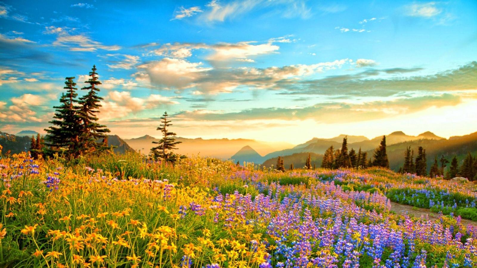 1920x1080 Sunset-Mountain Wilderness France-spring mountain flowers-Yellow
