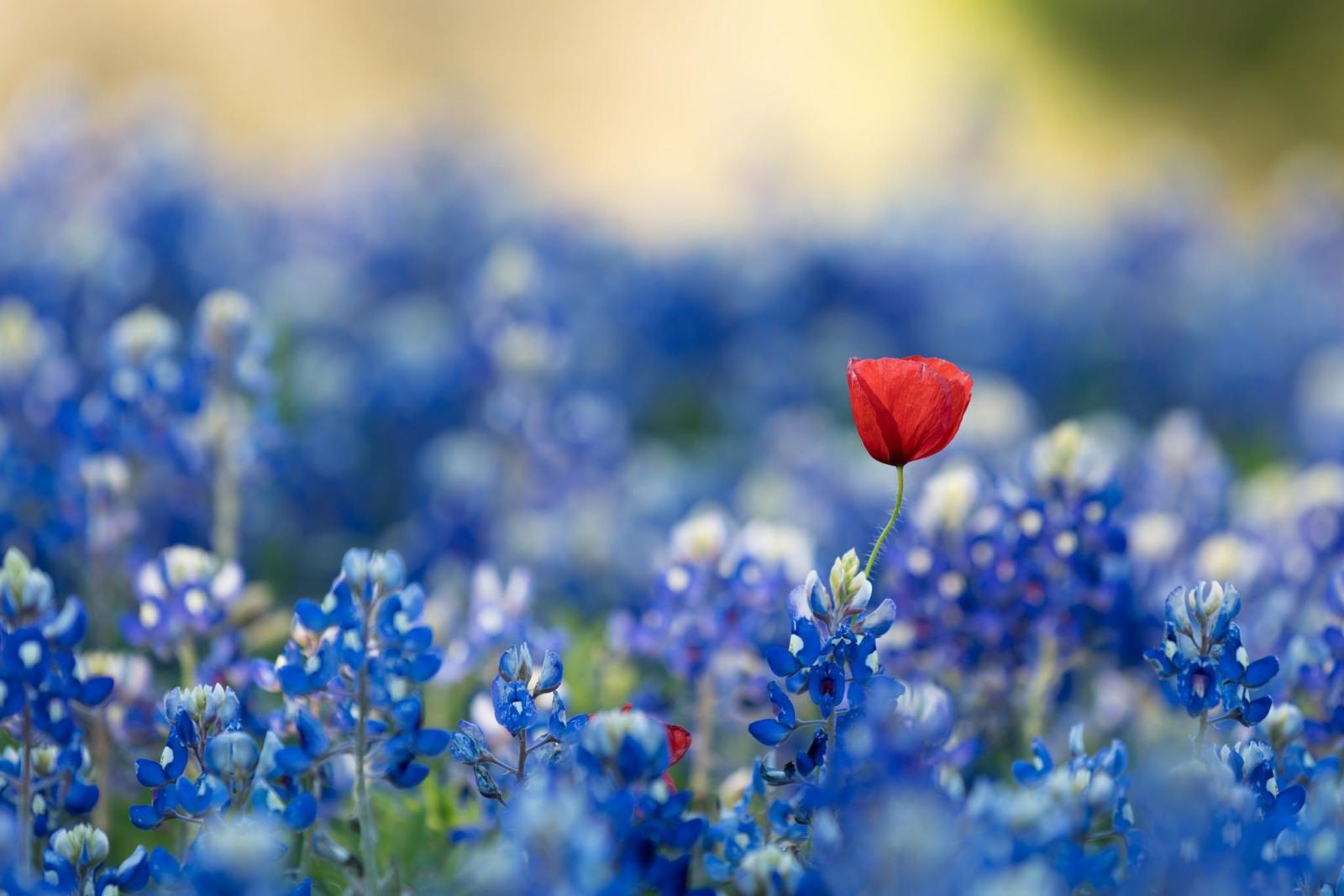 2048x1366 2954033 blue red flowers blue flowers flowers plants wallpaper and