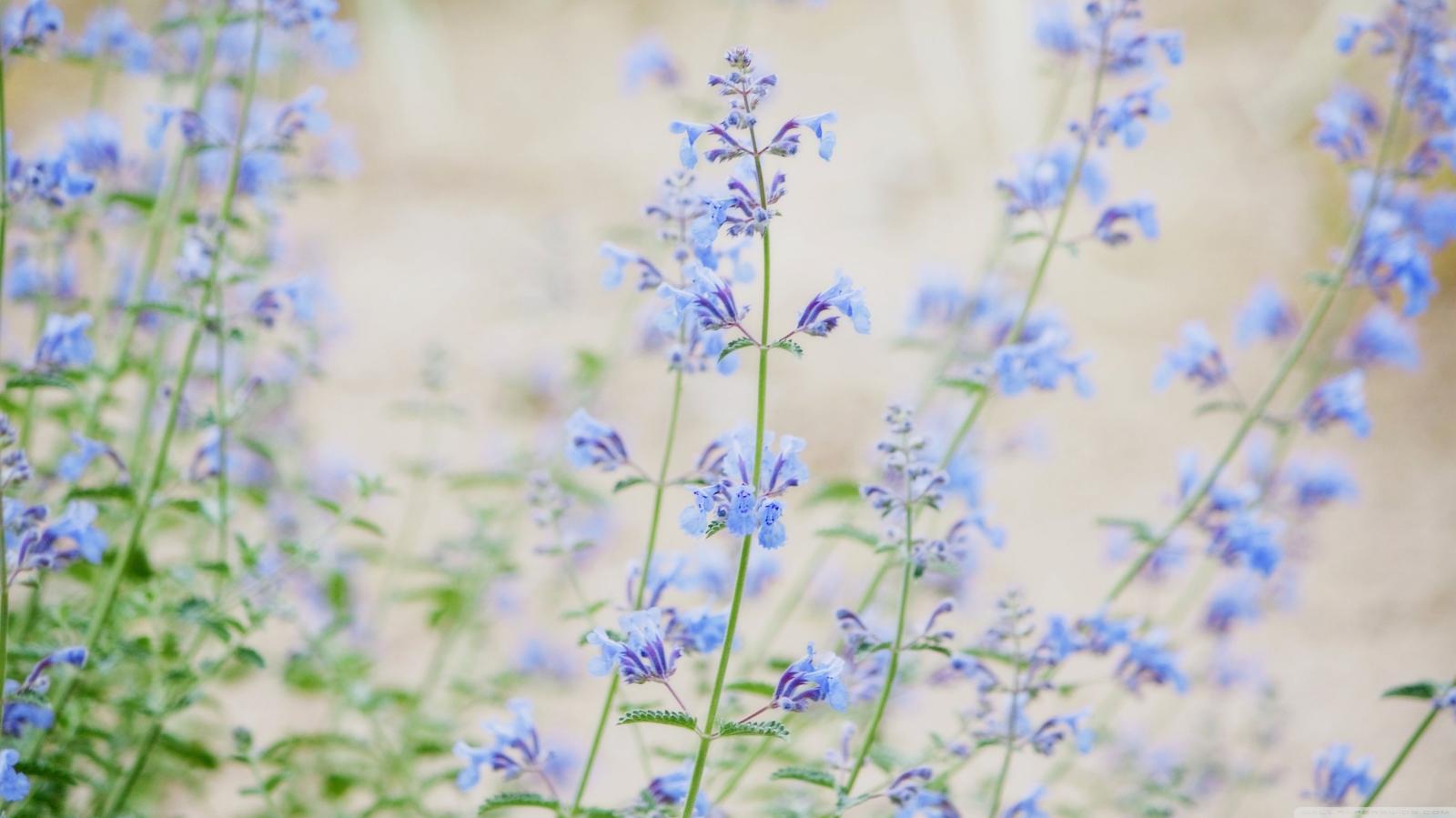 3554x1999 Blue Small Flowers ❤ 4K HD Desktop Wallpaper for 4K Ultra HD TV