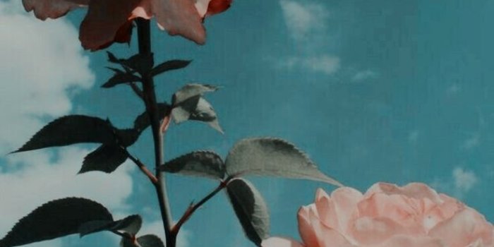 736x1306 flowers | Wallpapers | Tumblr wallpaper, Flower wallpaper, Aesthetic