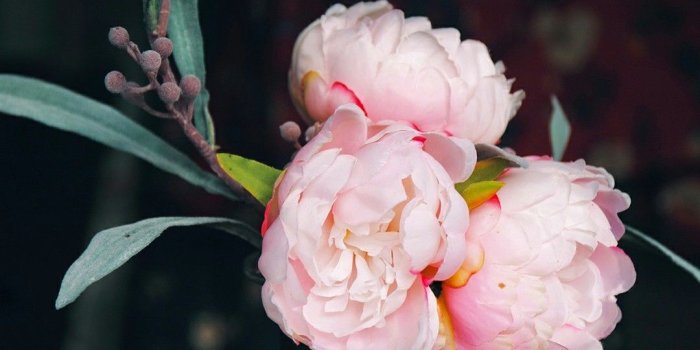 1080x1920 Tumblr Flowers Wallpaper 600756 - Flowers Tumblr Wallpaper Iphone