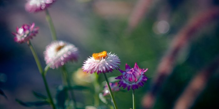 2560x1600 Desktop Backgrounds, Full HD, Flower Wallpaper Tumblr, Green