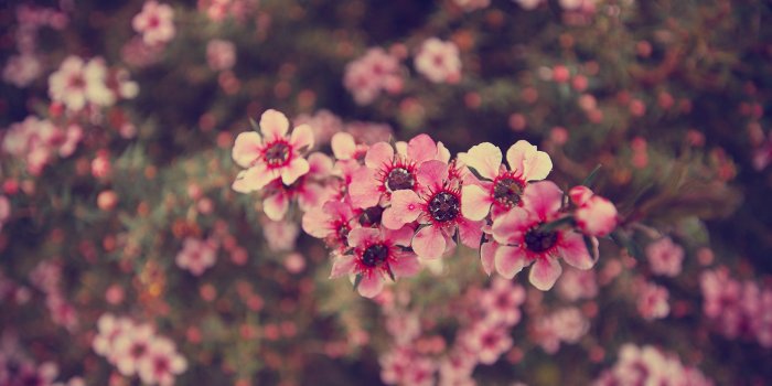 1728x1152 Tumblr Flower Wallpaper 1728x1152