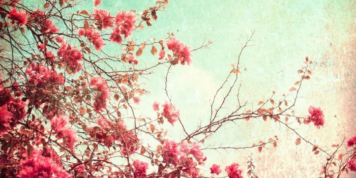 1200x750 Tumblr Flowers Desktop Wallpapers - Top Free Tumblr Flowers Desktop