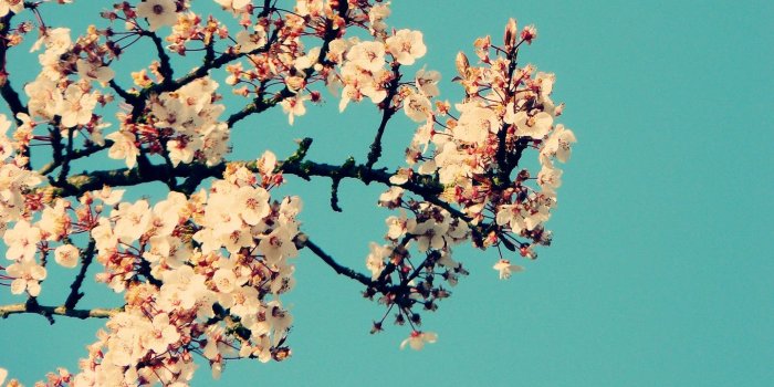 1440x900 Flower Tumblr wallpaper | 1440x900 | #42447