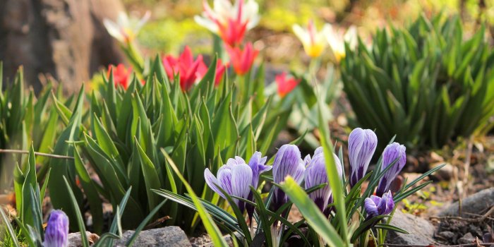 3600x2400 Floral, Tulips, Goog Smells, Full HD, Plants, Colourful, Flower