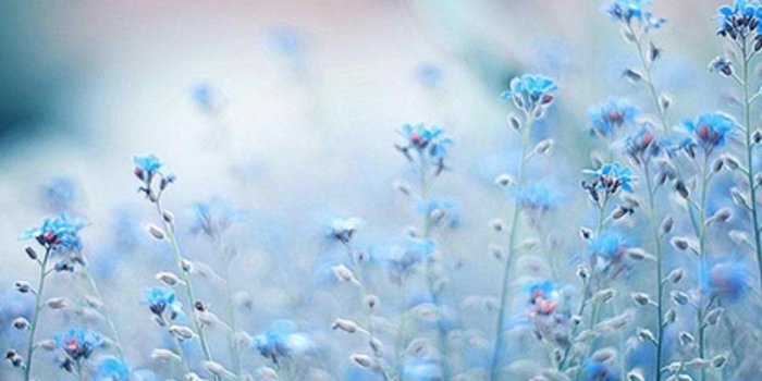 1280x1024 Flower Tumblr Wallpapers Desktop Background