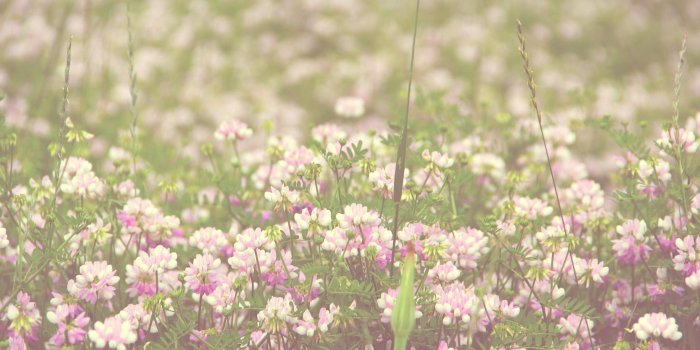 2048x1152 Flowers Tumblr Vintage flower wallpapers tumblr group - Free HD