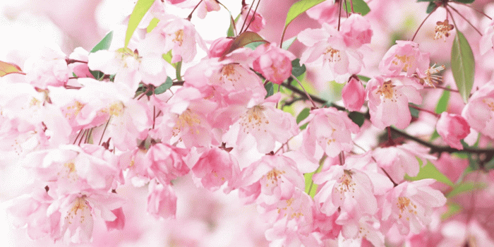 1920x1200 Flower Wallpaper Tumblr