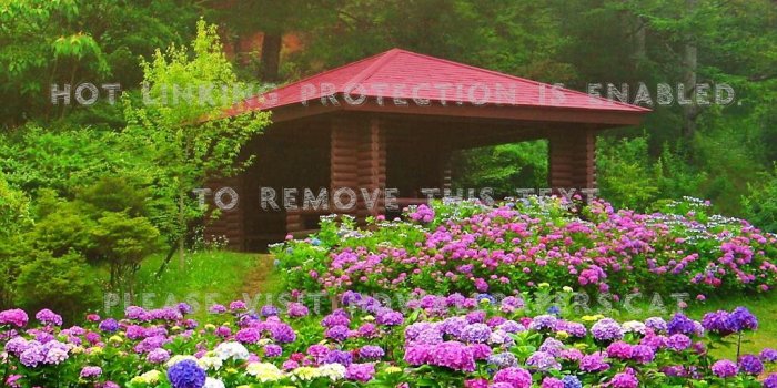 1024x768 hydrangeas in kyoto park summer trees hut