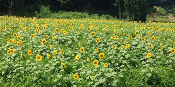 1024x768 IMG_5923 - VOYAPON