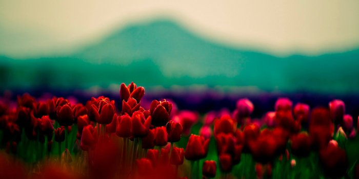 2483x1552 20+ Tumblr Flower Backgrounds | Wallpapers | FreeCreatives – red