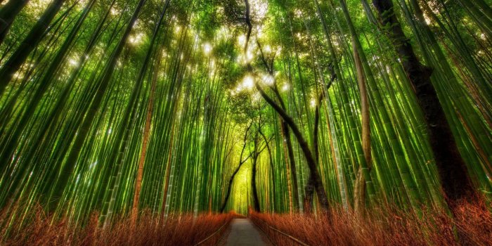 2048x1152 Download Free Bamboo Forest Kyoto Japan Desktop Wallpaper Hd For