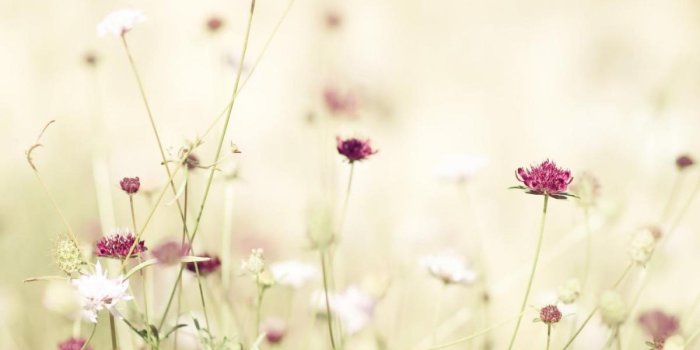 1200x675 flower-wallpaper-tumblr-1366×768 – ♔ ⓀⒸⓋ EPISODES