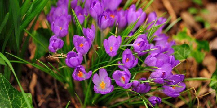 1366x768 20+ Tumblr Flower Backgrounds | Wallpapers | FreeCreatives