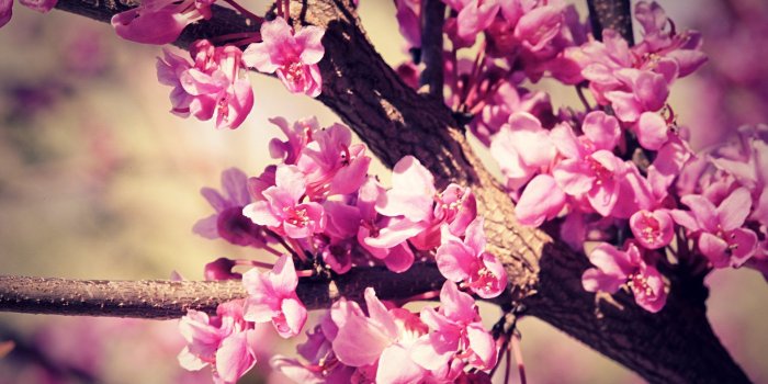 1920x1080 37 Flower Wallpaper Tumblr, ID:613BHI, atgbcentral.com