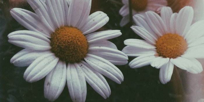 736x1308 Wallpaper iphone summer tumblr-269 – Iphone wallpaper