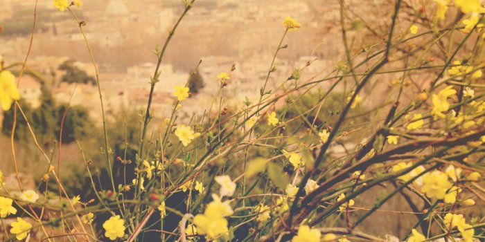 1280x853 Yellow flowers tumblr high resolution wallpaper - Free HD Wallpapers