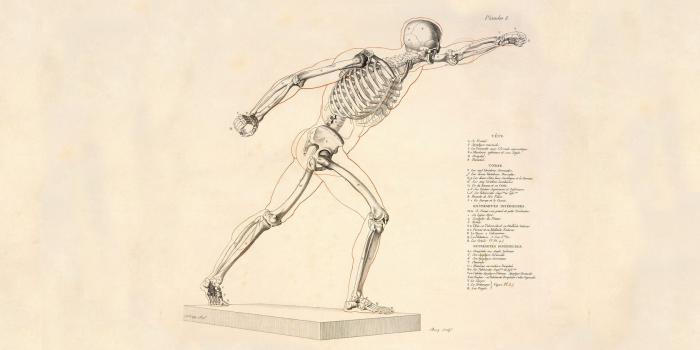 1680x1050 46+] Anatomy Wallpaper HD on WallpaperSafari