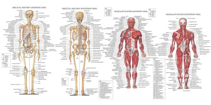 1680x1050 63 Anatomy HD Wallpapers | Background Images