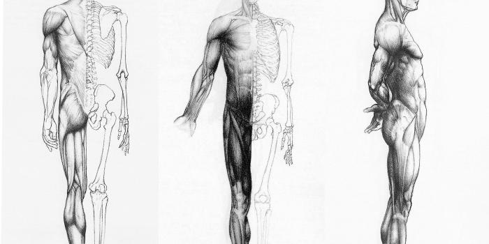 2100x1488 68+ Human Anatomy Wallpapers on WallpaperPlay