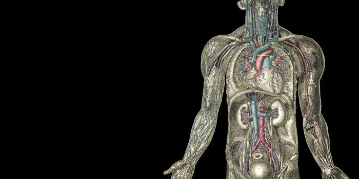 1440x900 Human Anatomy Wallpapers