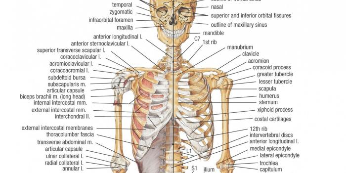 1920x1440 Human Body Wallpapers (72+ images)