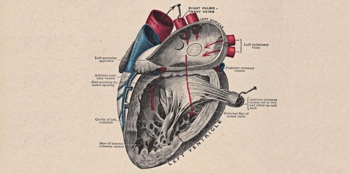 1920x1080 Human Anatomy Wallpapers For Android » Download Wallpaper Laptop HD