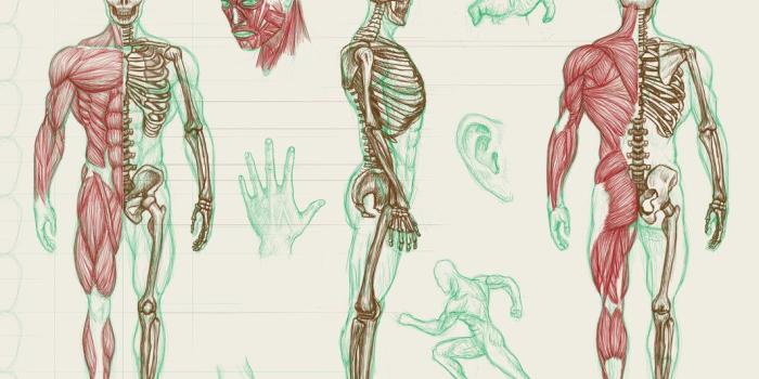 1063x751 Human Anatomy Wallpapers
