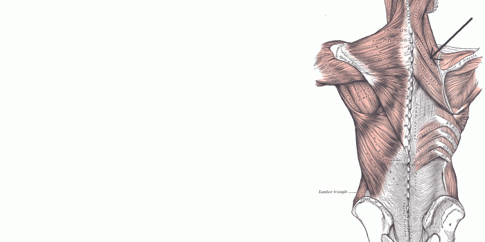 1914x1227 medicine anatomy x wallpaper High Quality WallpapersHigh | Human